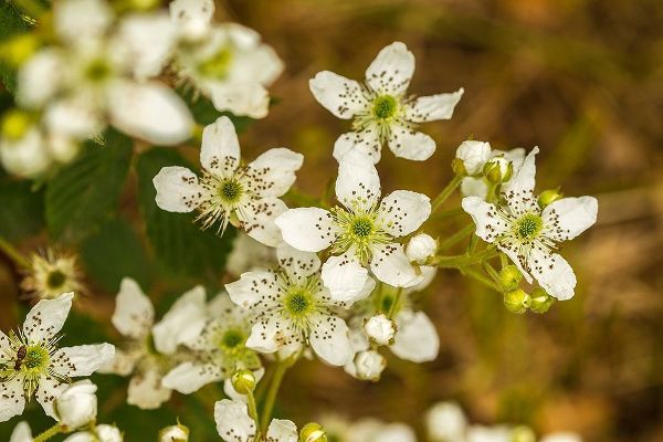 Minnesota-Pine County-blackberry blossoms